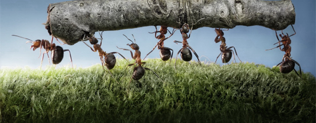 Ants showing off